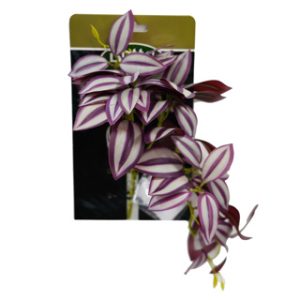 Betta Terra Red Spiderwort Plant w/ Suction Cup