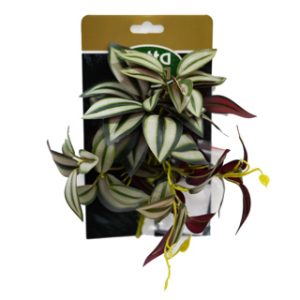 Betta Terra Green Spiderwort Plant w/ Suction Cup