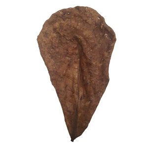 Betta Choice Catappa Leaves M x 15 *New*