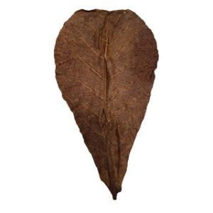 Betta Choice Catappa Leaves XL x 10 *New*