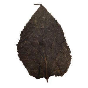Betta Choice Mulberry Leaves x 10 *New*