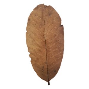 Betta Choice Guava Leaves x 15 *New*